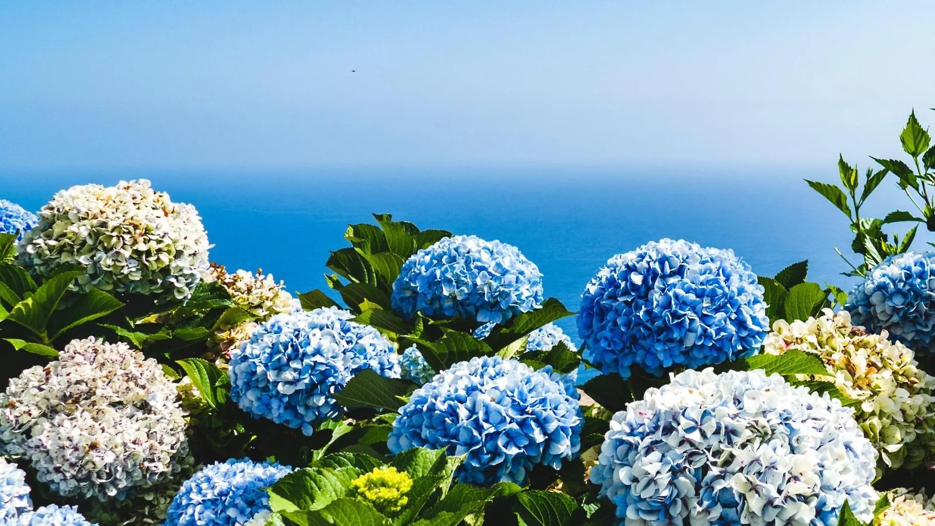 شقة Ourmadeira - Oceanbreeze, Seaview فونشال البرتغال